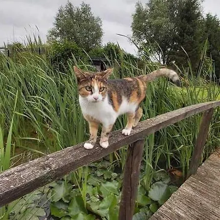 D Hotes Le Pigeonnier Bed & Breakfast Fromelles